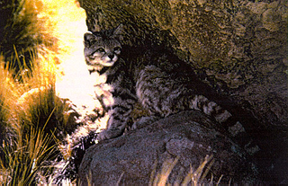 Illustration for article titled Caturday - Leopardus jacobita Edition